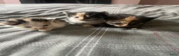 Mixed Breed cats for sale: Kittens beautiful mixed breed 🐈🐈‍⬛🐈🐈 - Advert 3