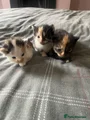 Mixed Breed 5 calico big girl