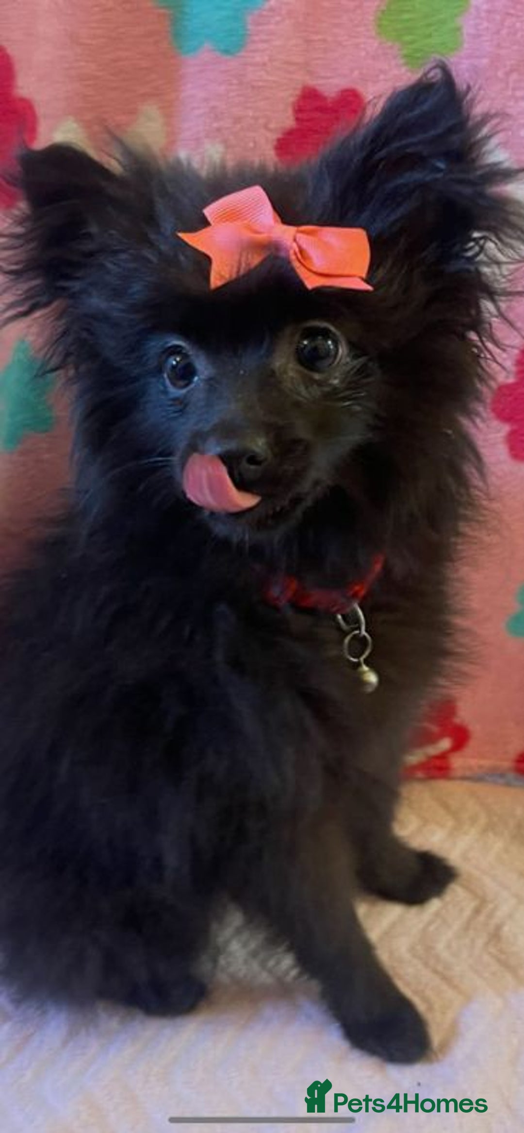 Mixed Breed dogs for sale: LaPom pups for sale Belfast - Advert 4