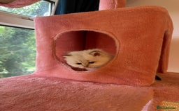 British Longhair cats for sale: TOP QUALITY BRITISH LONG HAIR KITTEN BOY  - Image 14
