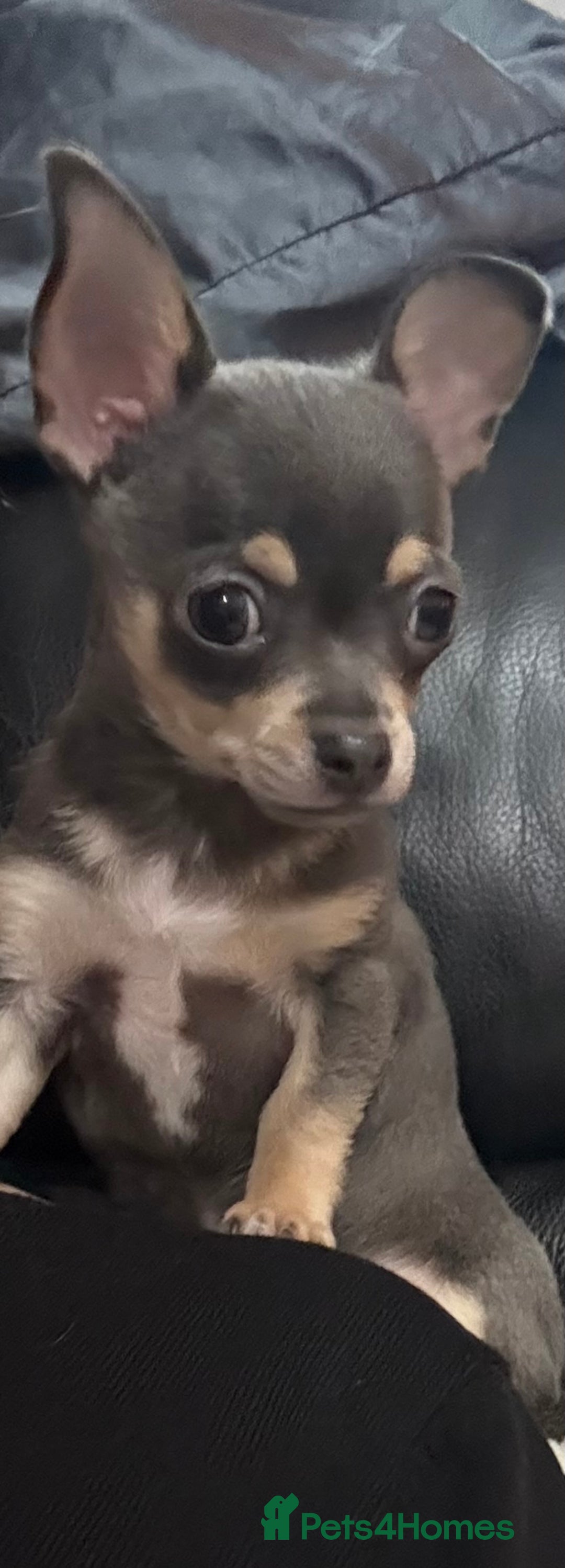 Chihuahua dogs for sale: Gorgeous Blue Boy Chihuahua  - Advert 9