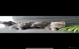 British Shorthair cats for sale: PURE PEDIGREE BSH KITTENS - Image 7