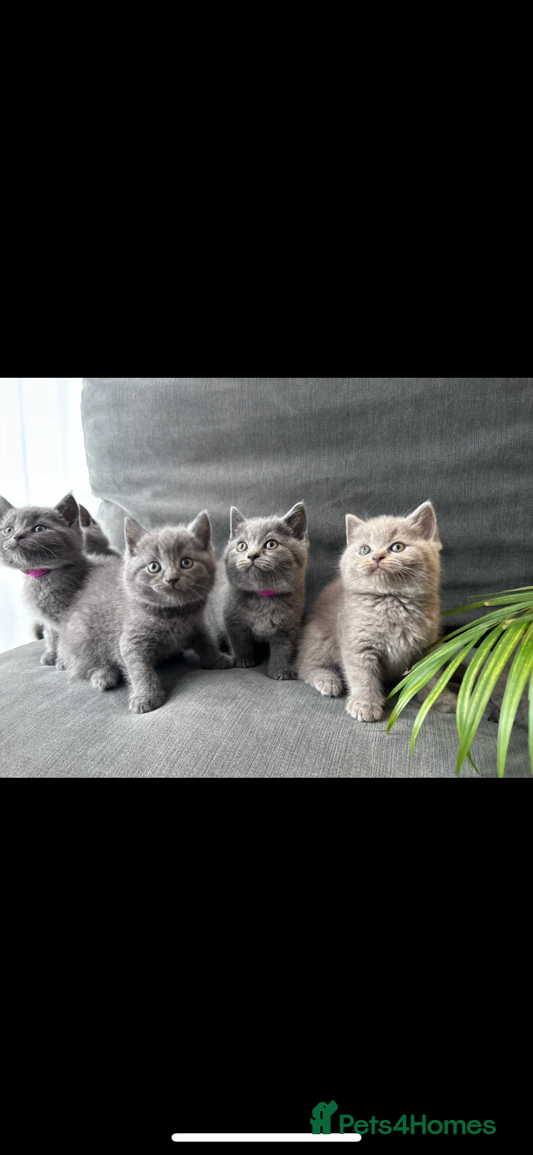 British Shorthair cats for sale: PURE PEDIGREE BSH KITTENS - Image 7