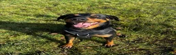 Mixed Breed dogs for adoption: Eddie - Translyvanian Hound  in Bideford - Advert 8