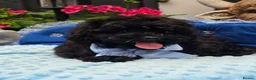 Maltipoo dogs for sale: F1B Maltipoo Rare Colours DNA Tested  - Advert 13