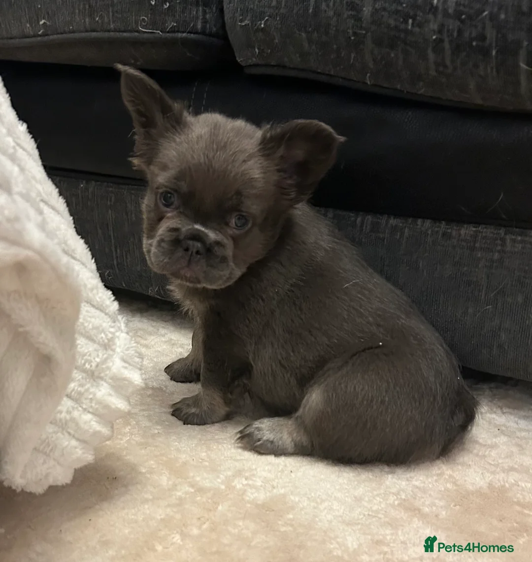 French Bulldog dogs for sale: Kc registered french bulldog puppies  - Advert 9