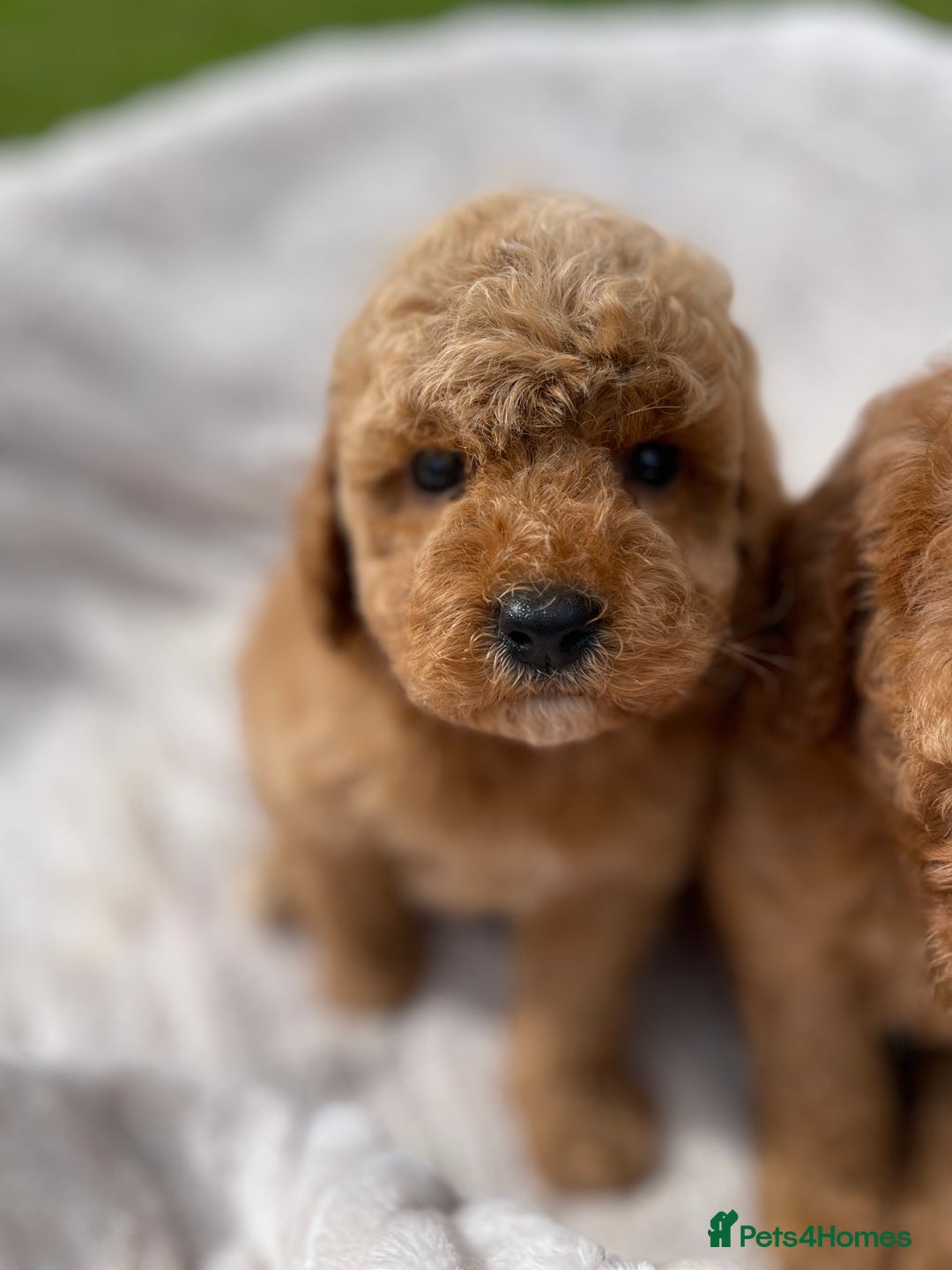 Cockapoo dogs for sale: Chocolate F1b Cockapoo’s - Image 10