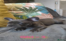 French Bulldog dogs for sale: 3 Girls - 2 Boys Frencbulldog Puppies - Image 12