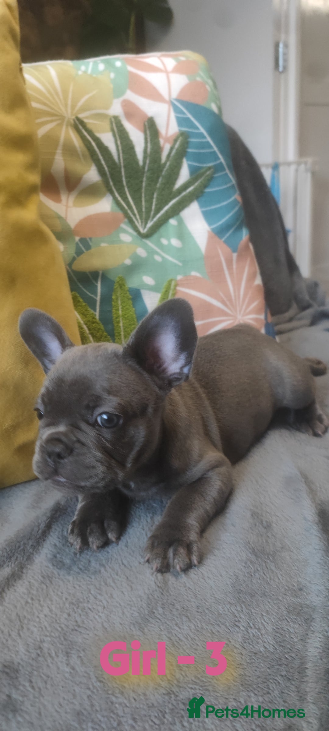 French Bulldog dogs for sale: 3 Girls - 2 Boys Frencbulldog Puppies - Image 12