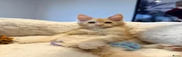 Maine Coon cats for sale: Stunning MaineCoon kittens  in Manchester - Advert 25