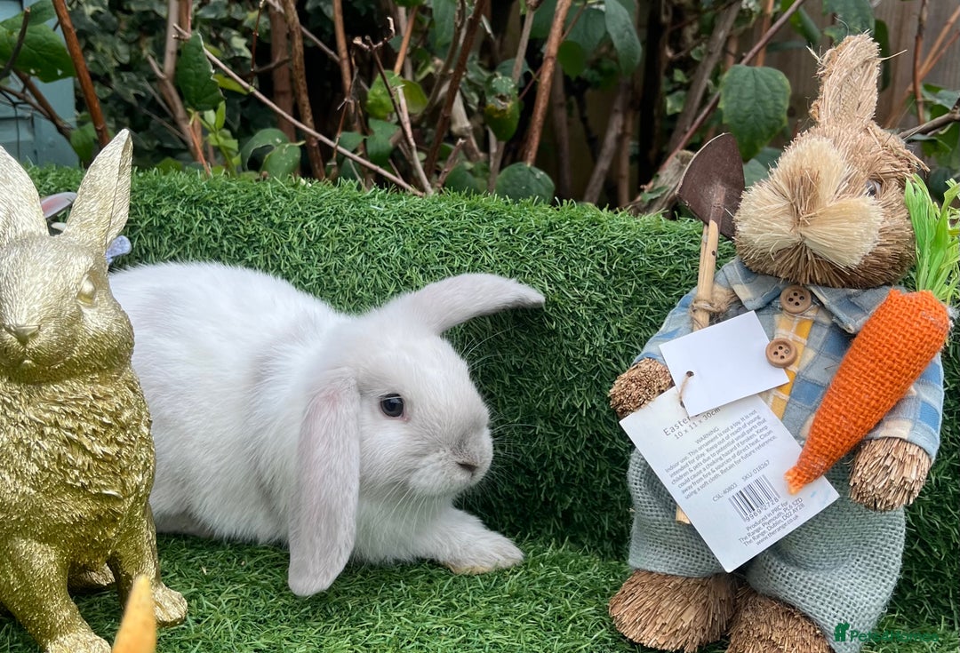 Mini Lop rabbits for sale: Autumn babies - Image 6