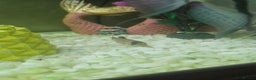Other/Mixed Breed fish for sale: Fish, Frogs and Tank for sale  - Advert 8