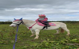 Riding pony horses for sale: For Sale Kids Lead Rein Pony! Safe and Bombproof - Advert 29