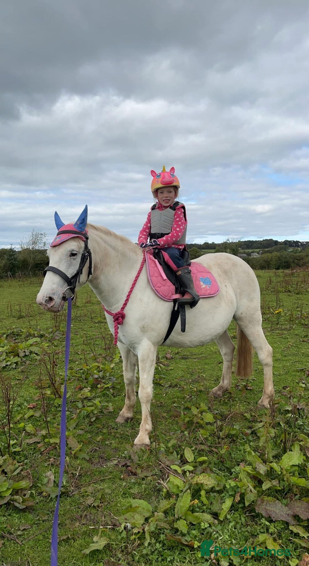 Riding pony horses for sale: For Sale Kids Lead Rein Pony! Safe and Bombproof - Advert 29