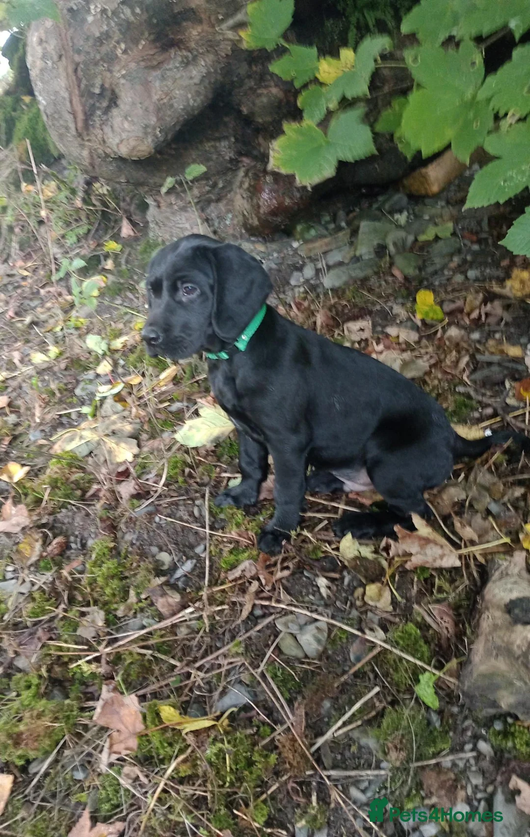 Springador dogs for sale: Happy friendly Springador puppies  - Advert 1
