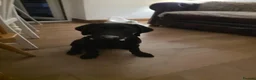Labrador Retriever dogs for sale: Puppy for sale - Advert 2