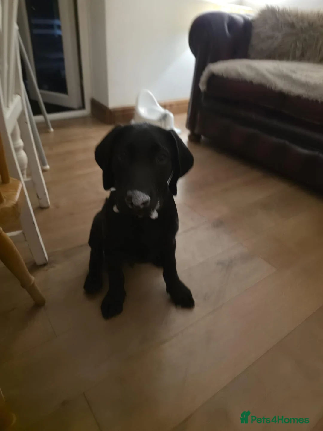 Labrador Retriever dogs for sale: Puppy for sale - Advert 2