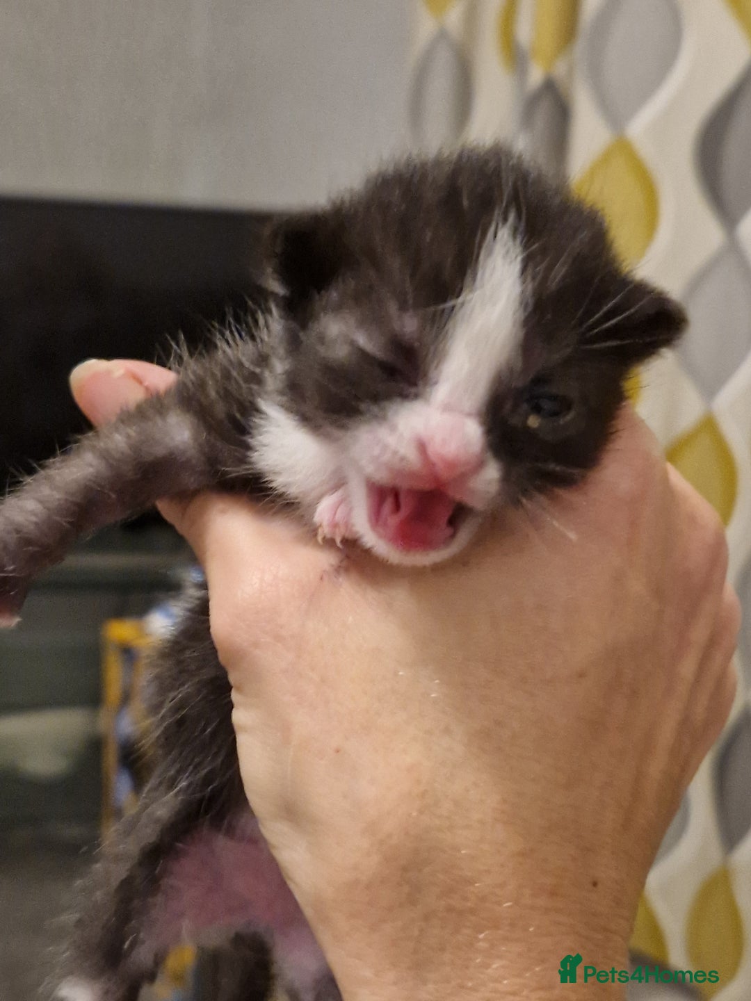 Mixed Breed cats for sale: Playful kittens looking for their furever homes  - Advert 4