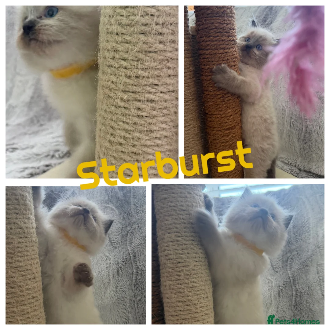 Ragdoll cats for stud: Premium GCCF/TICA Chocolate Point Ragdoll Stud - Advert 8