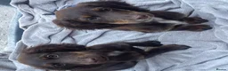 Cocker Spaniel dogs for sale: 7 Chocolate & Tan Cocker Spaniel Pups  - Advert 10