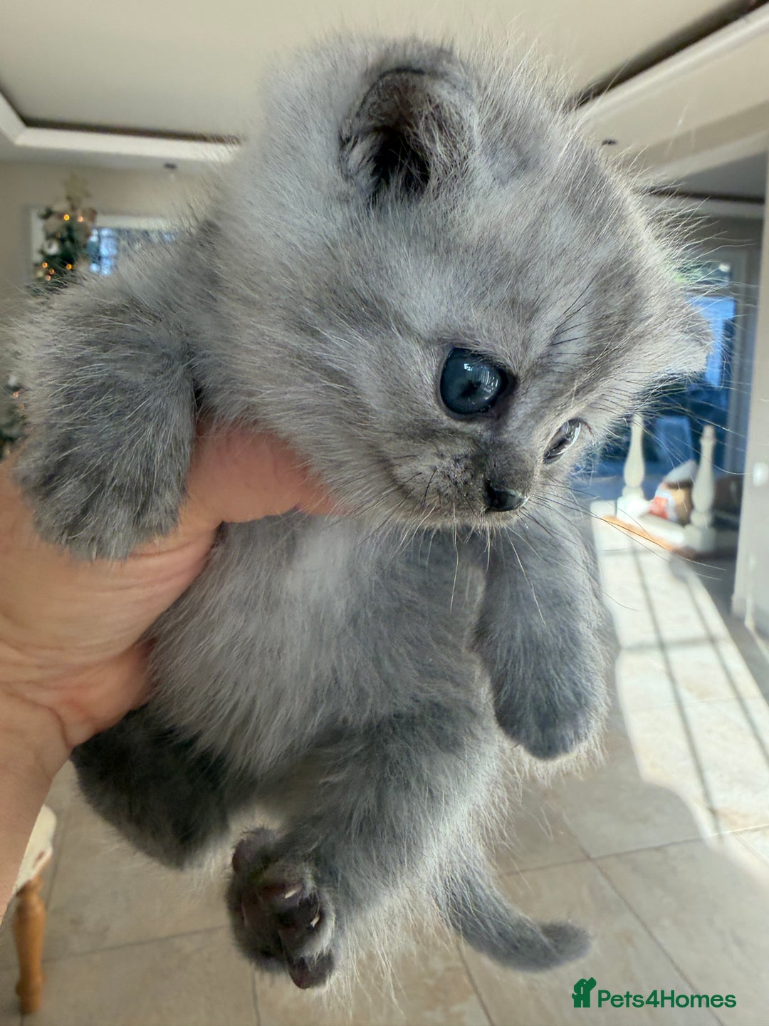 Scottish Fold cats for sale: Scottish fold/straight boy kitten - Advert 1