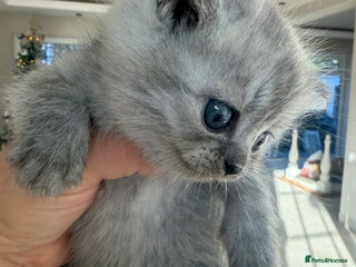 Scottish Fold cats Scottish fold/straight boy kitten - Advert 1