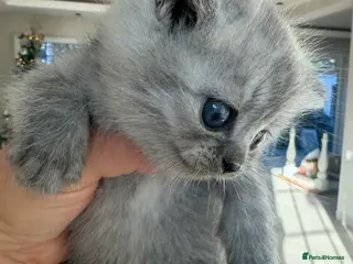 Scottish Fold cats Scottish fold/straight boy kitten - Advert 9