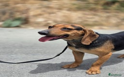 Mixed Breed dogs for adoption: Oscar deserves the best home  - Image 6