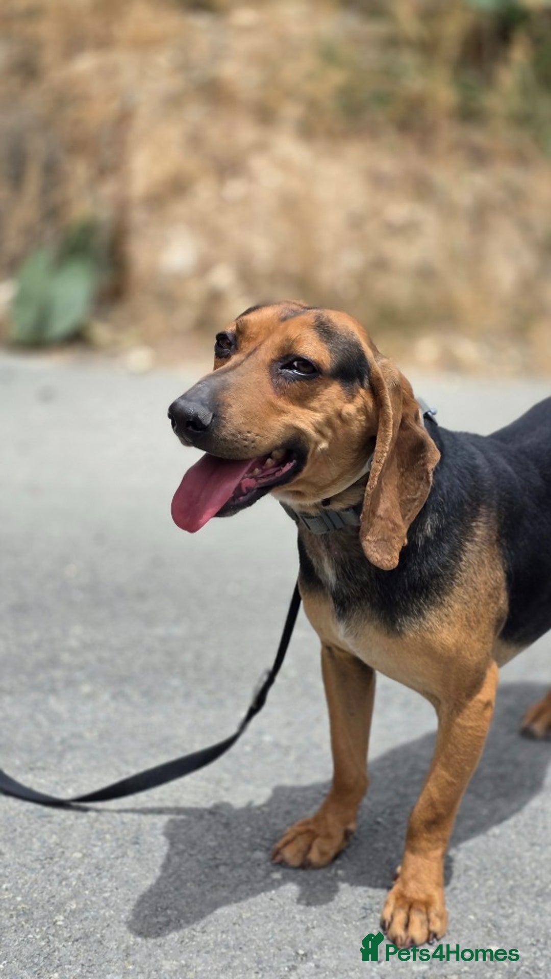 Mixed Breed dogs for adoption: Oscar deserves the best home  - Image 6