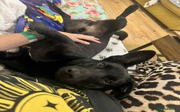 Dachshund dogs for adoption: Cute Gregory looking for LOVE - Image 13