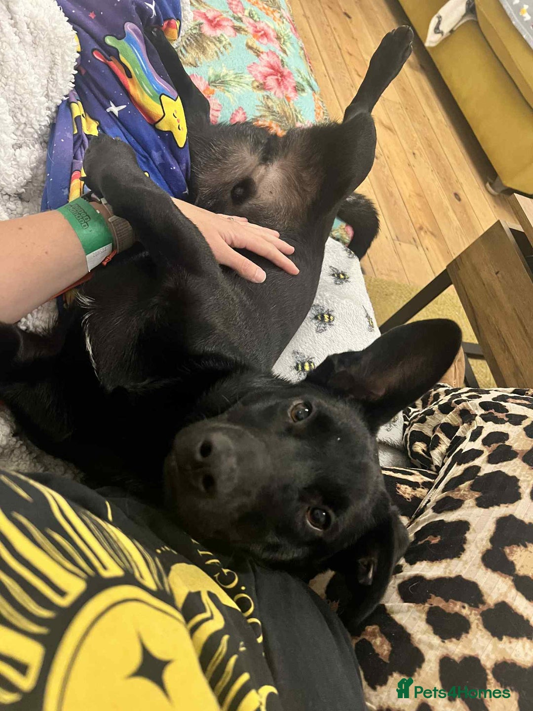 Dachshund dogs for adoption: Cute Gregory looking for LOVE - Image 13