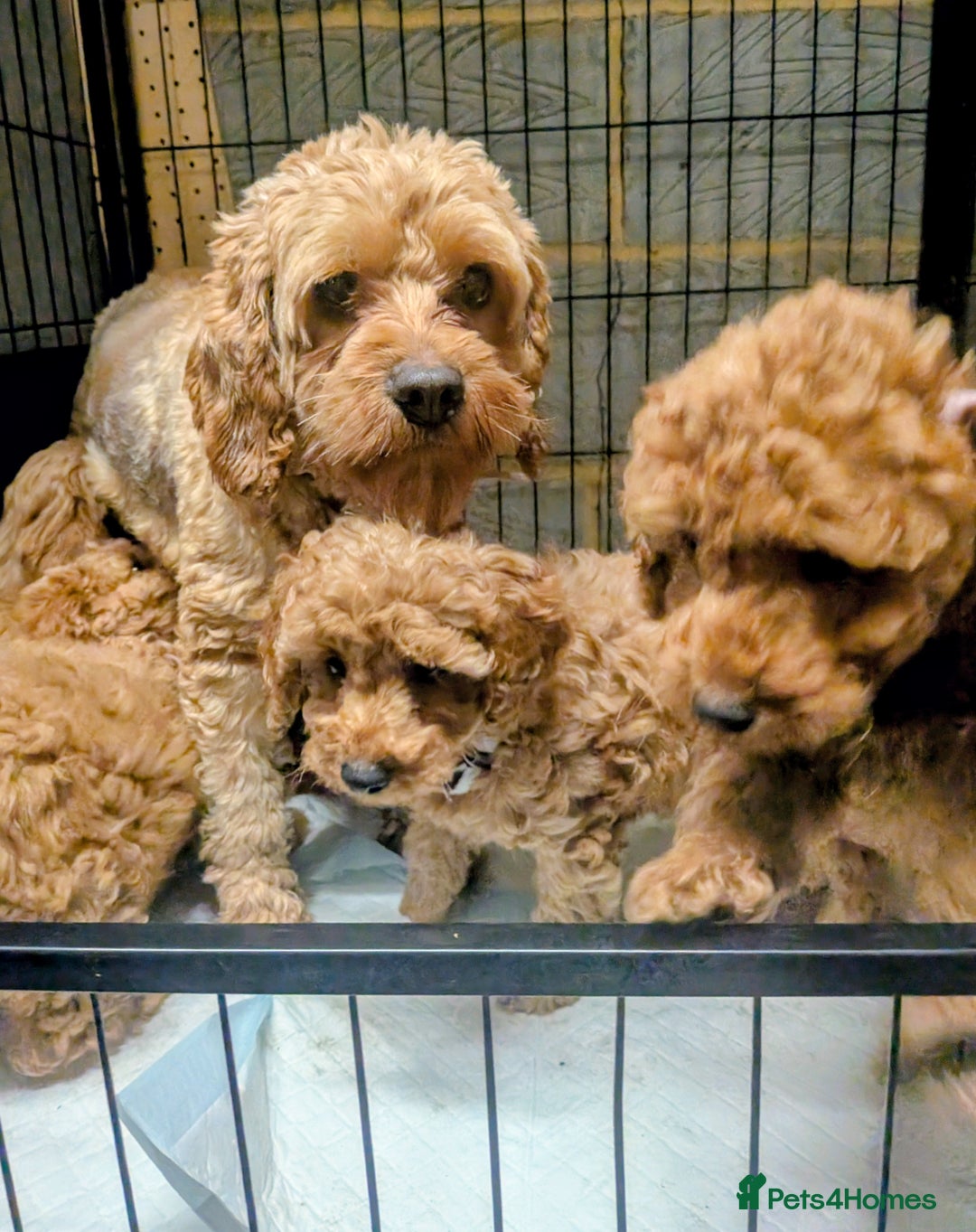 Cockapoo dogs for sale: F2 Cockerpoos Ready for their new homes. - Advert 40