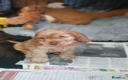 Cocker Spaniel dogs for sale: SHOW COCKER SPANIEL GOLDEN BOY/ DNA TESTED PARENTS - Image 3
