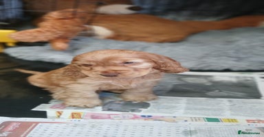 Cocker Spaniel dogs - Advert 14