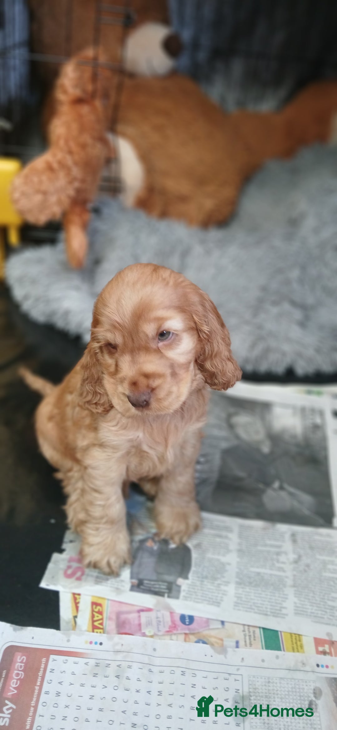 Cocker Spaniel dogs for sale: SHOW COCKER SPANIEL GOLDEN BOY/ DNA TESTED PARENTS - Image 3