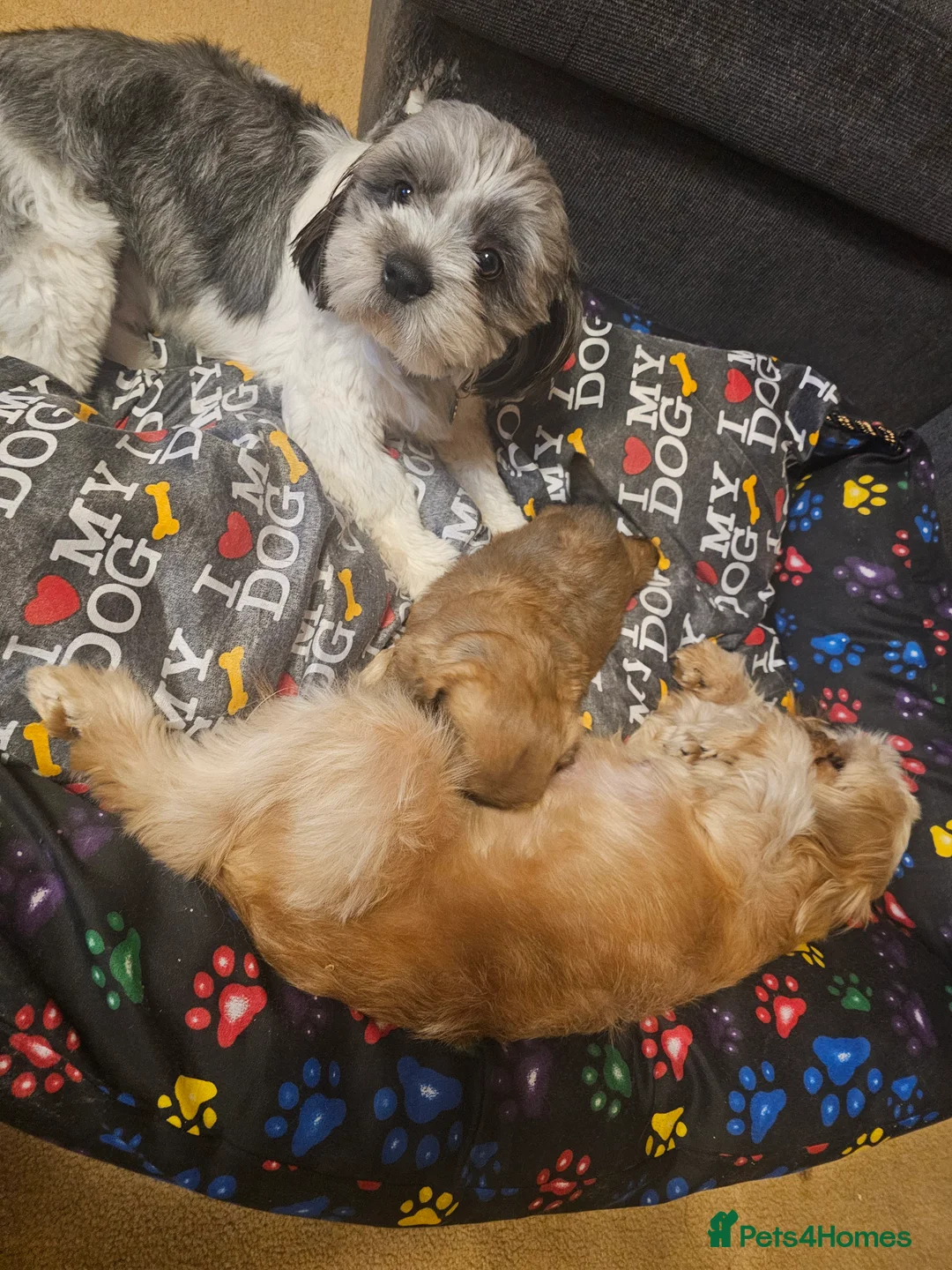 Shih Tzu dogs for sale: Shihtzu  - Advert 6