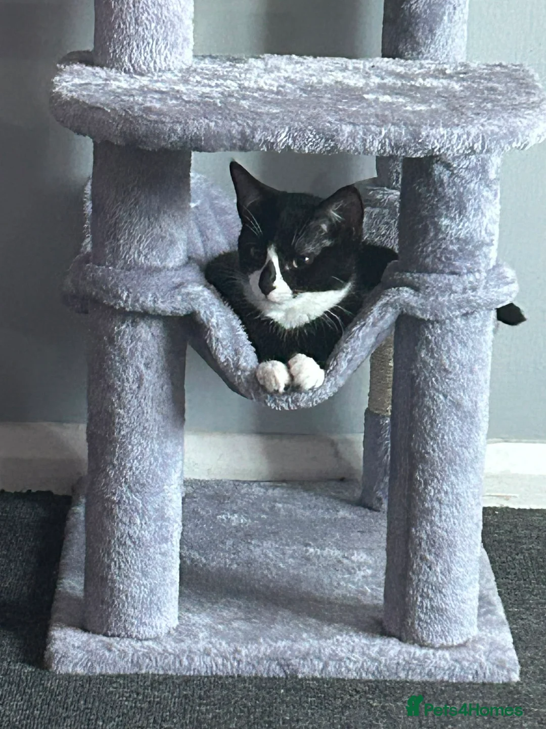 Mixed Breed cats for sale: Male kitten  - Advert 4