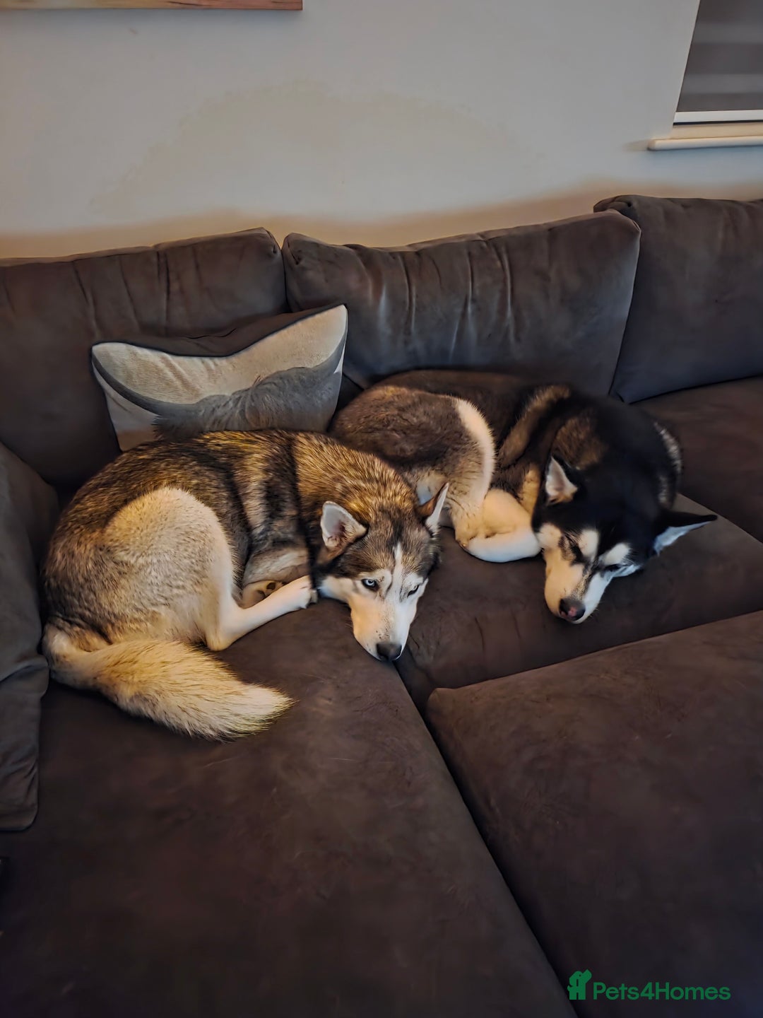 Siberian Husky dogs for sale: Siberian Husky Puppies - Image 20