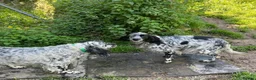 English Setter dogs for adoption: Mara  in Alfreton - Advert 6