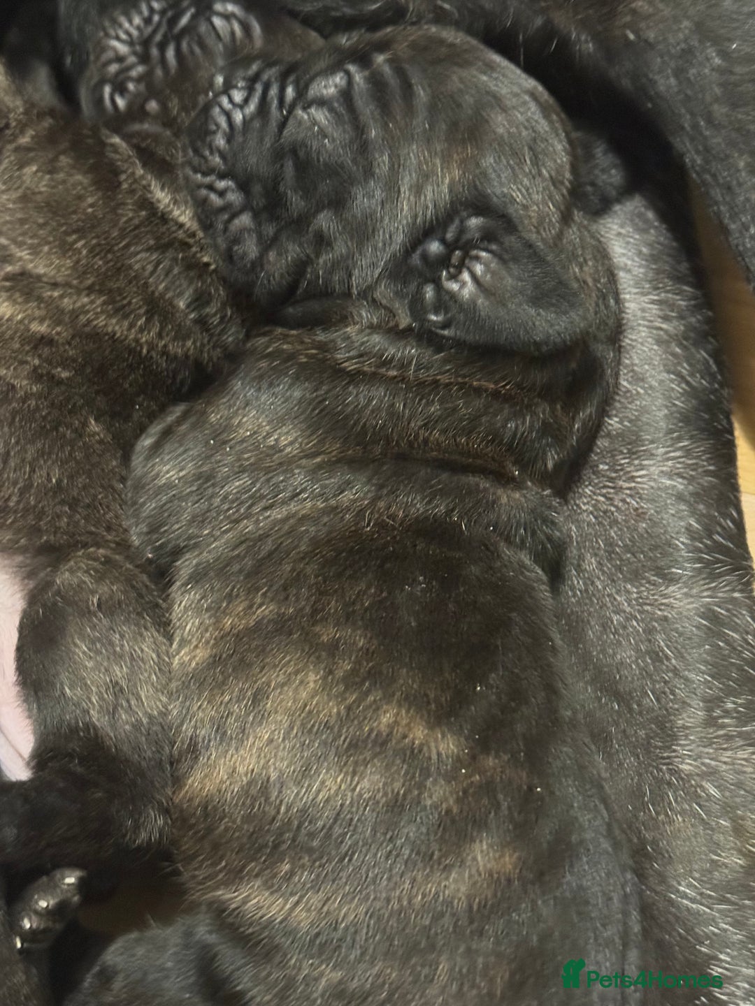 Cane Corso dogs for sale: Champion bloodline cane corso puppys - Image 4