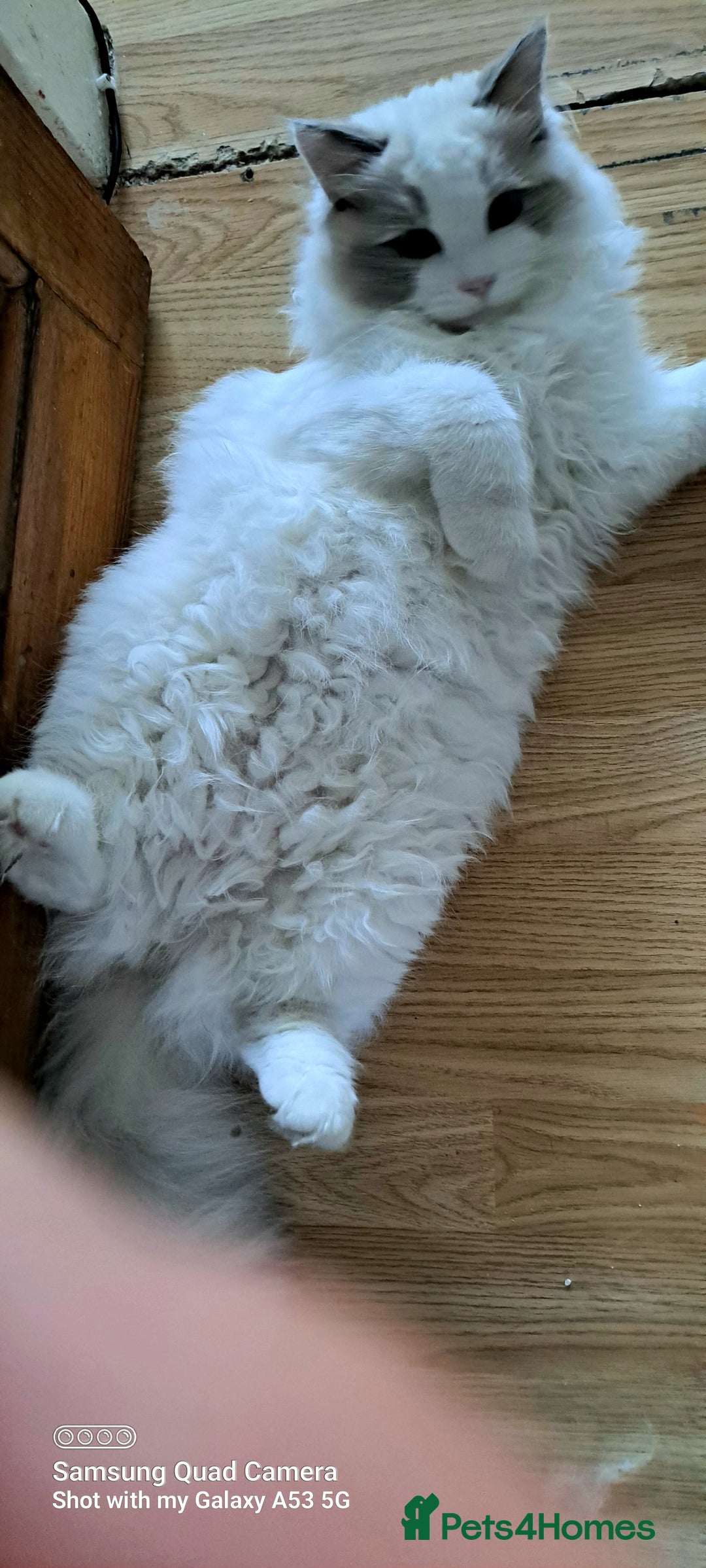 Ragdoll cats for sale: GCCF reg Ragdoll kittens  - Advert 22