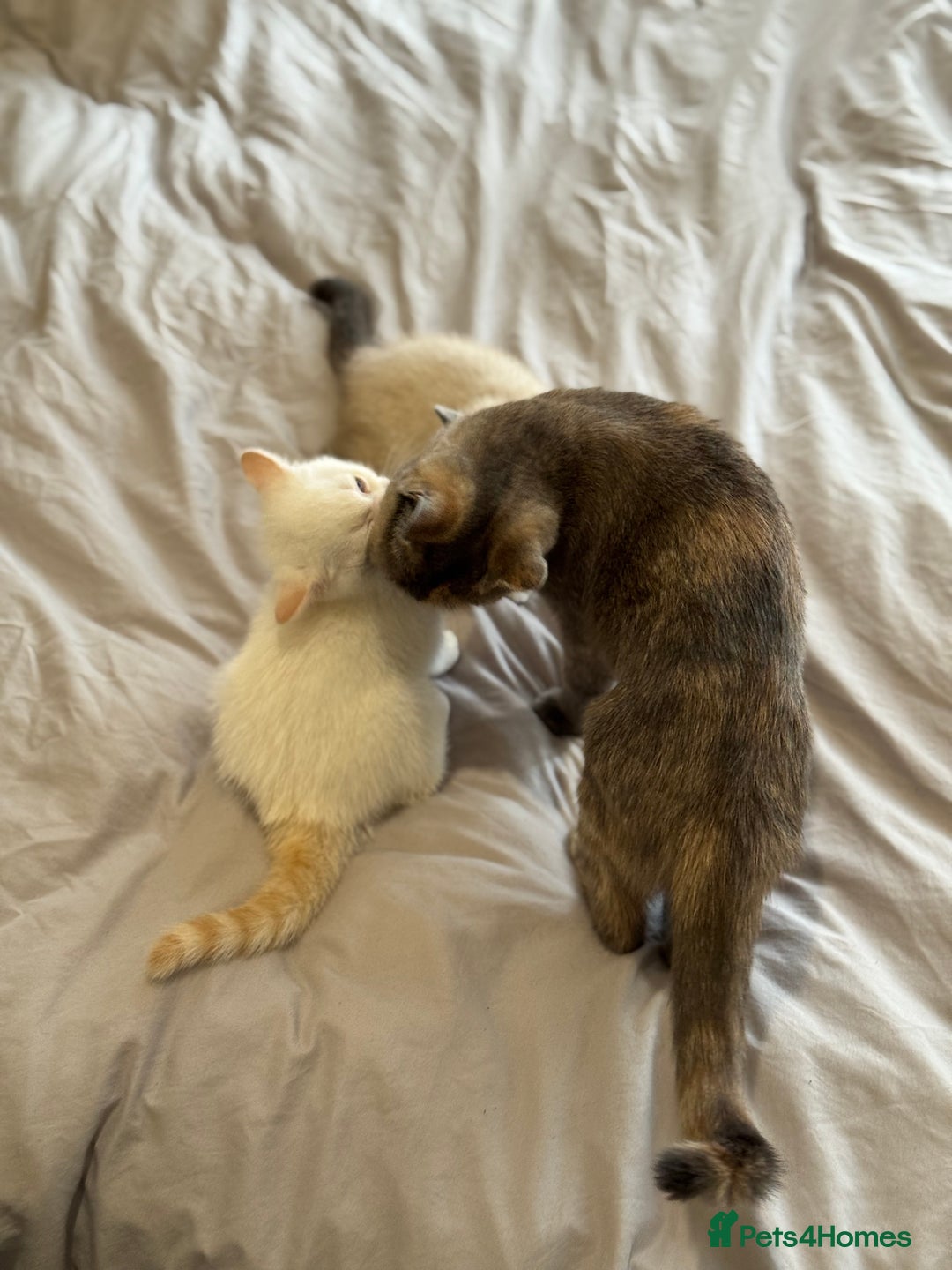 British Shorthair cats for sale: British shorthair kittens - Image 7