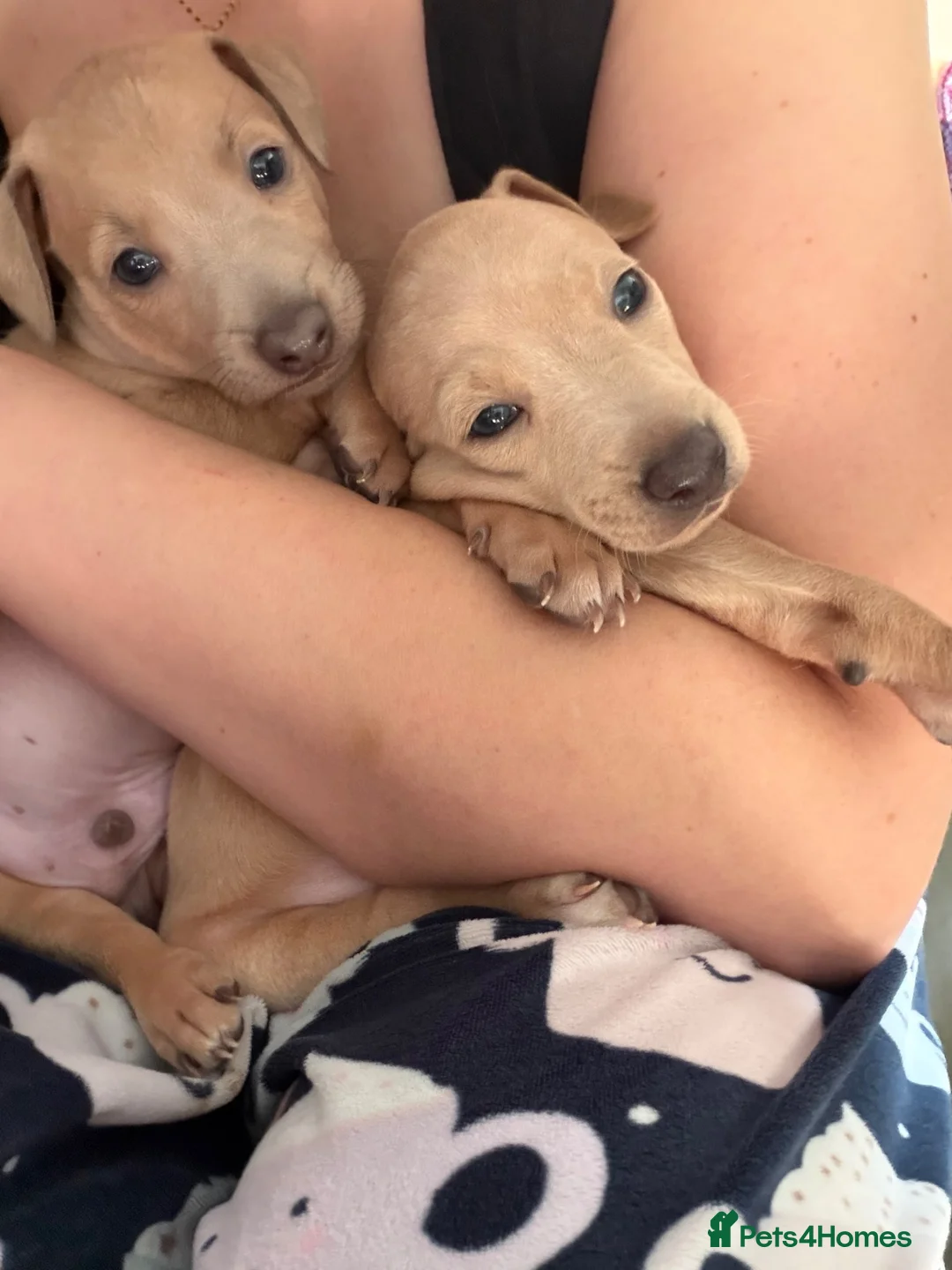 Italian Greyhound dogs for sale: Italian Greyhound pups  in Sutton-in-Ashfield - Advert 20