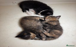 Mixed Breed cats for sale: Beautiful Maine Coone cross kittens  - Image 6