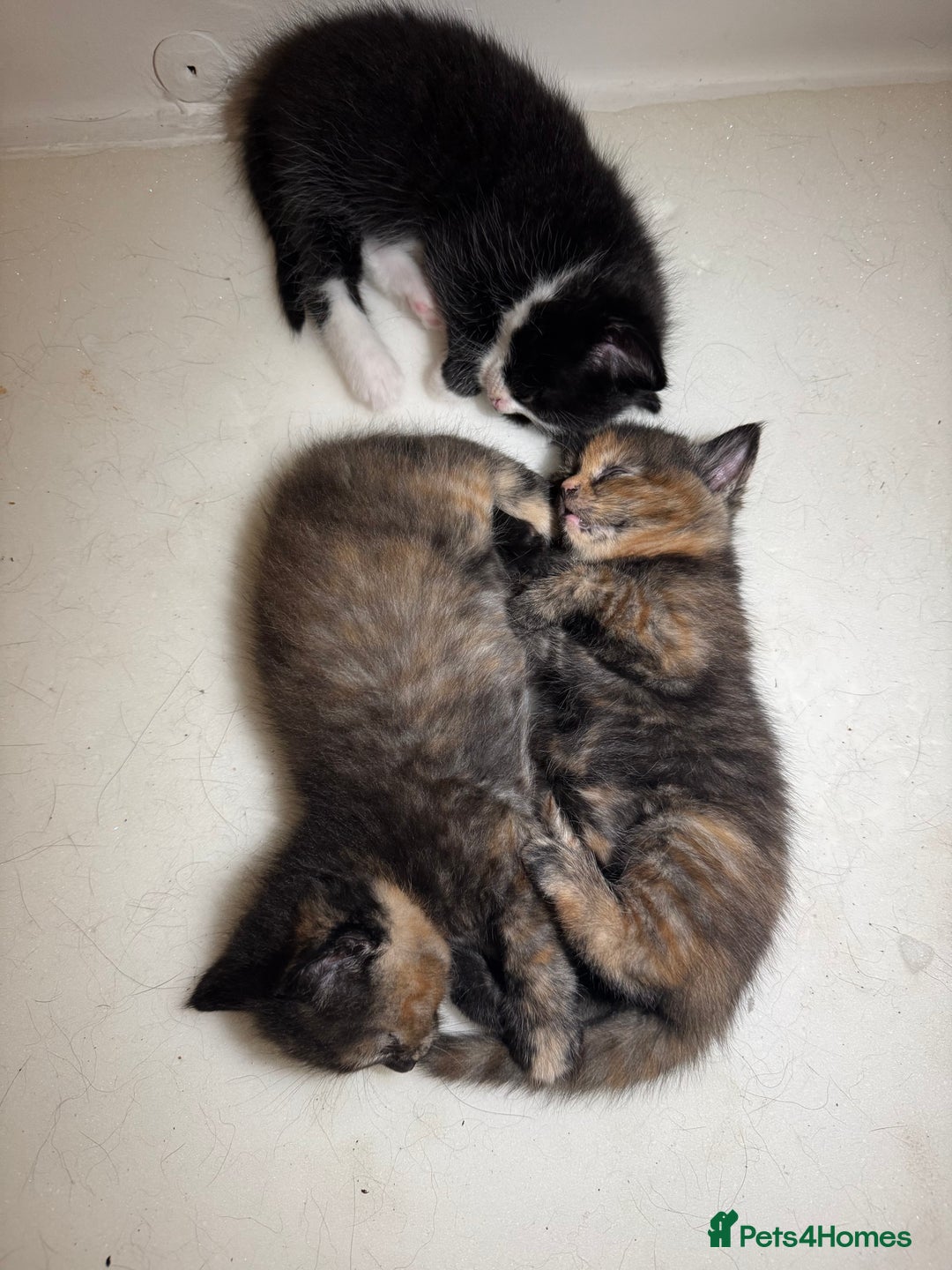 Mixed Breed cats for sale: Beautiful Maine Coone cross kittens  - Image 6