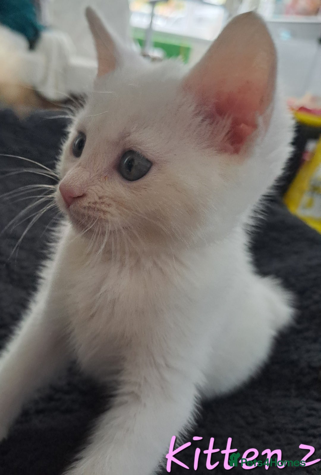 Mixed Breed cats for sale: 4 cute kittens up for sale - Image 21