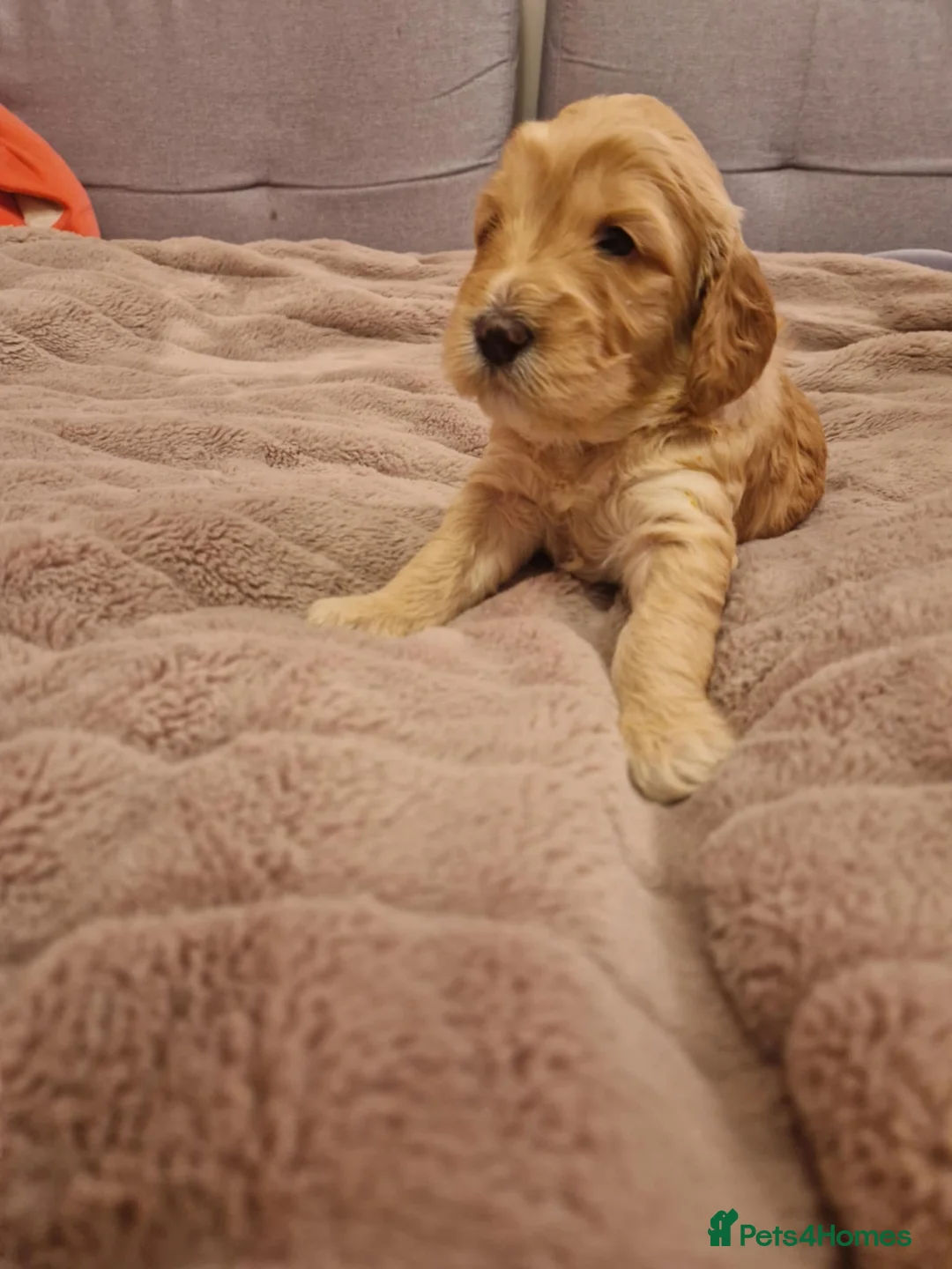 Cockapoo dogs for sale: F2 Cockapoo Puppies - Advert 21