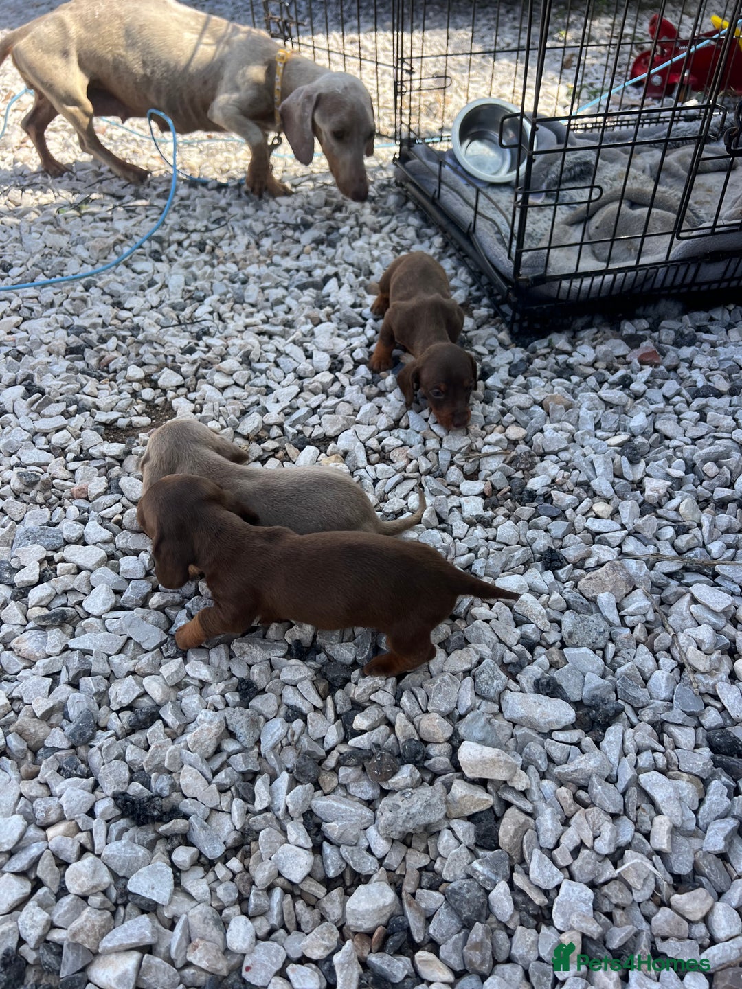 Miniature Dachshund dogs for sale: Miniature dashound - Image 8