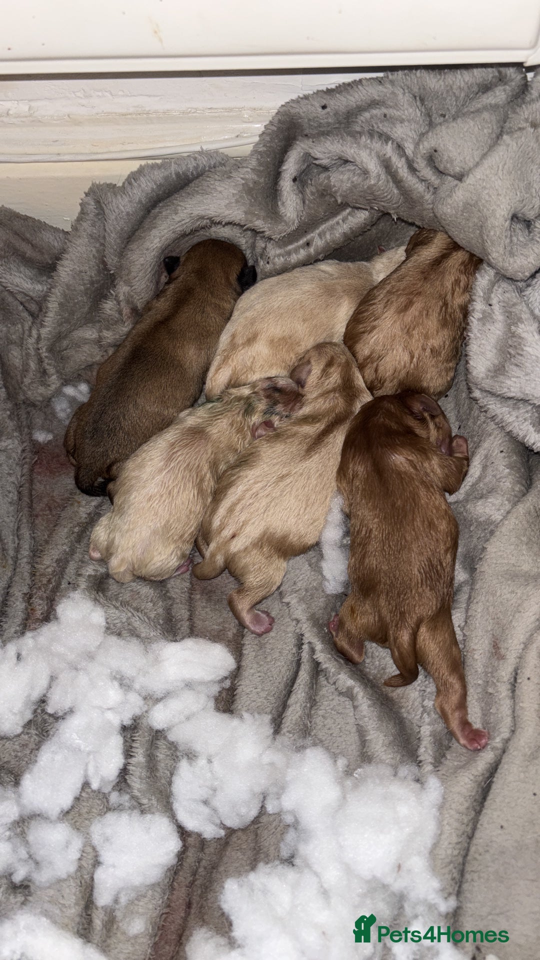 Mixed Breed dogs for sale: Floodles - Advert 9