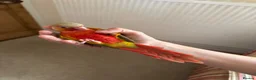 Conures birds for sale: Hand Reared Conures For Sale - Advert 6